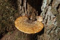 Polyporus squamosus image