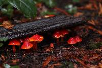 Hygrocybe coccinea image