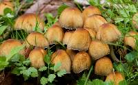 Coprinellus micaceus image