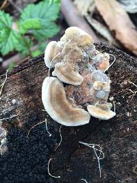 Trametes versicolor image