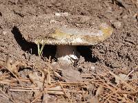 Amanita vernicoccora image