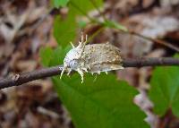 Akanthomyces aculeatus image