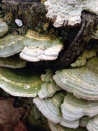 Trametes versicolor image