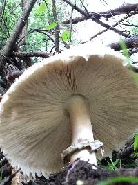 Chlorophyllum brunneum image