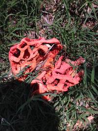 Clathrus ruber image