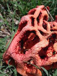 Clathrus ruber image