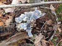 Trametes versicolor image