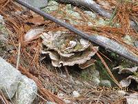 Trametes versicolor image