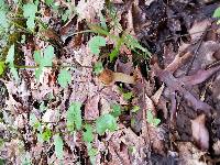 Morchella punctipes image