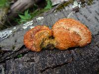 Pycnoporus cinnabarinus image