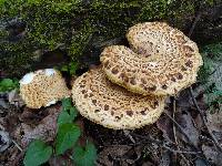 Polyporus squamosus image