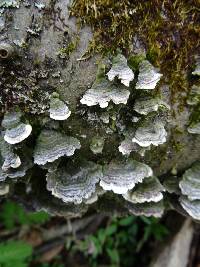 Trametes versicolor image