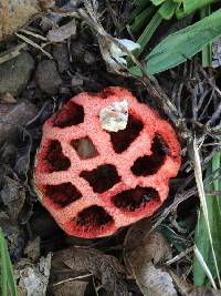 Clathrus ruber image