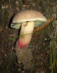 Image of Boletus calopus