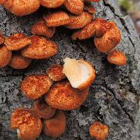 Polyporus alveolaris image