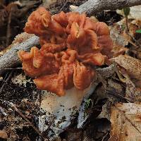 Gyromitra brunnea image