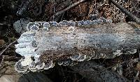 Trametes versicolor image