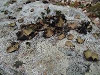 Umbilicaria mammulata image