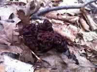 Gyromitra esculenta image