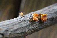 Polyporus alveolaris image