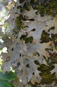 Lobaria pulmonaria image