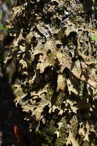 Lobaria pulmonaria image