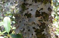 Lobaria pulmonaria image