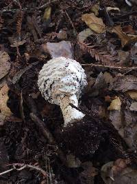 Chlorophyllum rhacodes image