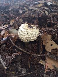 Chlorophyllum rhacodes image