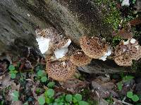 Polyporus squamosus image