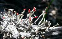 Cladonia macilenta image