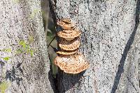 Polyporus squamosus image