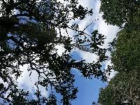 Ramalina menziesii image