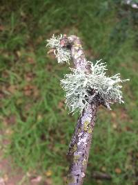 Ramalina farinacea image