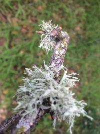 Ramalina farinacea image