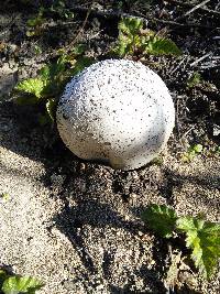 Calvatia booniana image