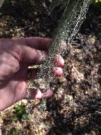 Ramalina menziesii image