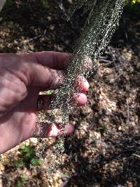 Ramalina menziesii image