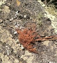 Usnea rubicunda image