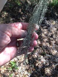 Ramalina menziesii image