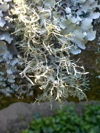 Ramalina farinacea image