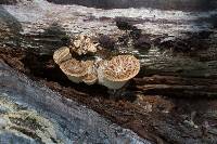 Polyporus squamosus image