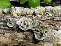 Trametes versicolor image