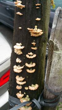 Schizophyllum commune image