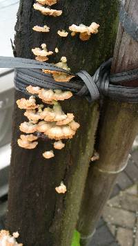 Schizophyllum commune image