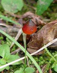 Hygrocybe conica image