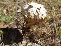 Agaricus texensis image