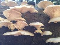 Pleurotus ostreatus image