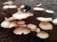 Pleurotus ostreatus image