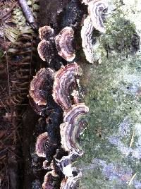 Trametes versicolor image